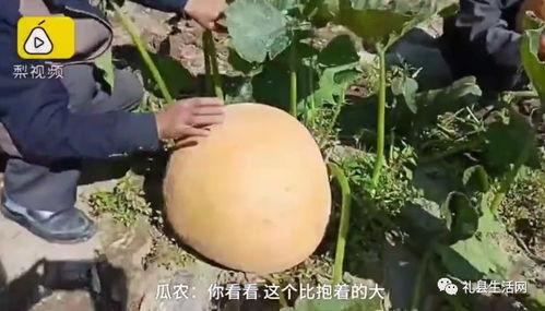 礼县吃瓜事件视频最新,一场网络舆论的风暴与反思