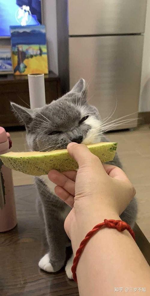 猫吃哈密瓜的视频,萌态十足引网友热议