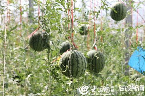 在瓜地吃开园瓜视频,共享丰收喜悦