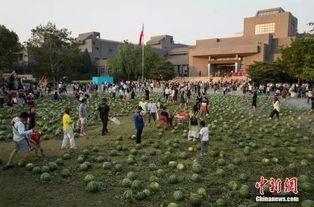 库尔勒吃瓜群众八人视频,夏日炎炎，欢乐无限