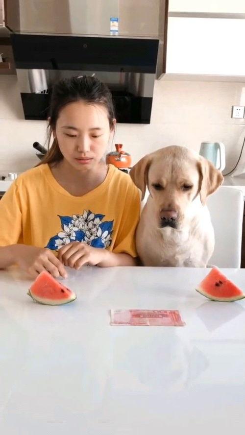 吃瓜比赛视频制作软件,揭秘吃瓜比赛视频制作软件的魅力