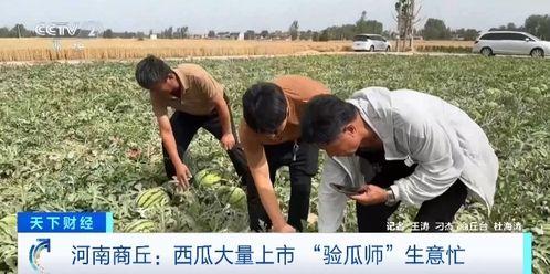 青海两个阿爸吃瓜视频,青海双阿爸瓜田欢乐时光