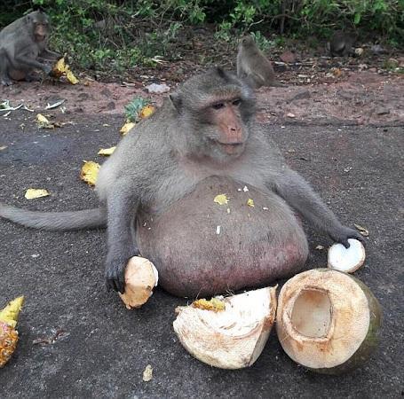 喂猴子吃蜜瓜视频,猴子品尝甜蜜瞬间