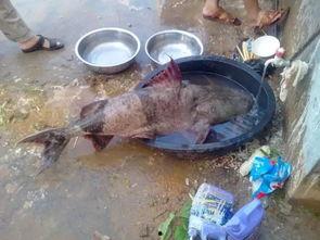 面瓜鱼水下吃饵视频,揭秘神秘水下猎手捕食瞬间