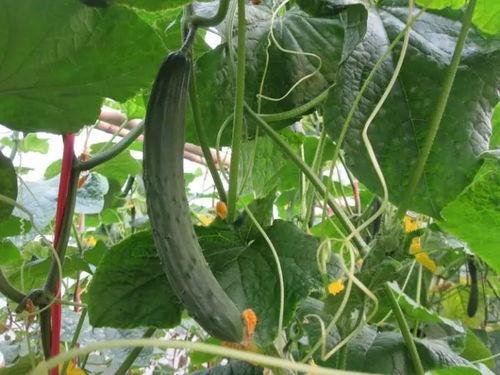 王思诺吃瓜视频,揭秘娱乐圈幕后故事