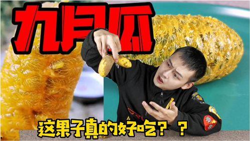 吃九月瓜视频在线观看网站,精选视频网站在线观看指南