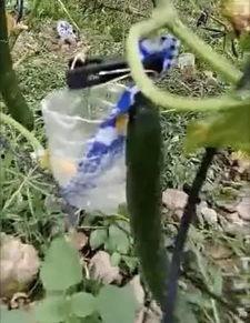 临沂本地吃瓜事件视频,一场引发热议的网络围观风云