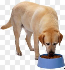 狗狗吃瓜素材视频下载,狗狗吃瓜视频萌态十足，萌宠美食瞬间走红网络