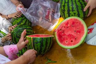 沈阳吃瓜视频,揭秘城市生活百态的趣味窗口