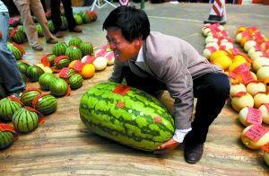 惠民吃瓜比赛报道视频大全,惠民吃瓜大赛精彩瞬间大盘点