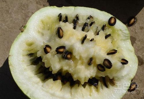 籽瓜能不能熬汤吃呀视频,家常美味新尝试