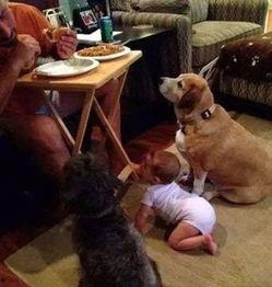 吃瓜小狗现场图片高清视频,吃瓜小狗萌态百出，高清视频带你领略萌宠风采