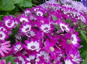 吃瓜叶菊的虫子图片视频,图片视频解析