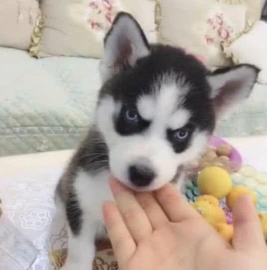 哈士奇闷烧吃瓜视频,萌态十足引网友热议