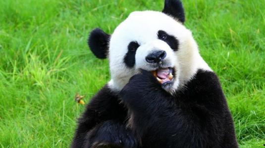 大熊猫宝宝吃兰瓜视频教程